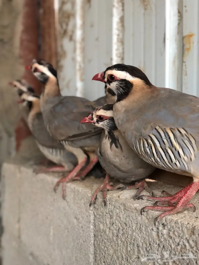 قهد للبيع او معاريف  (image 1)