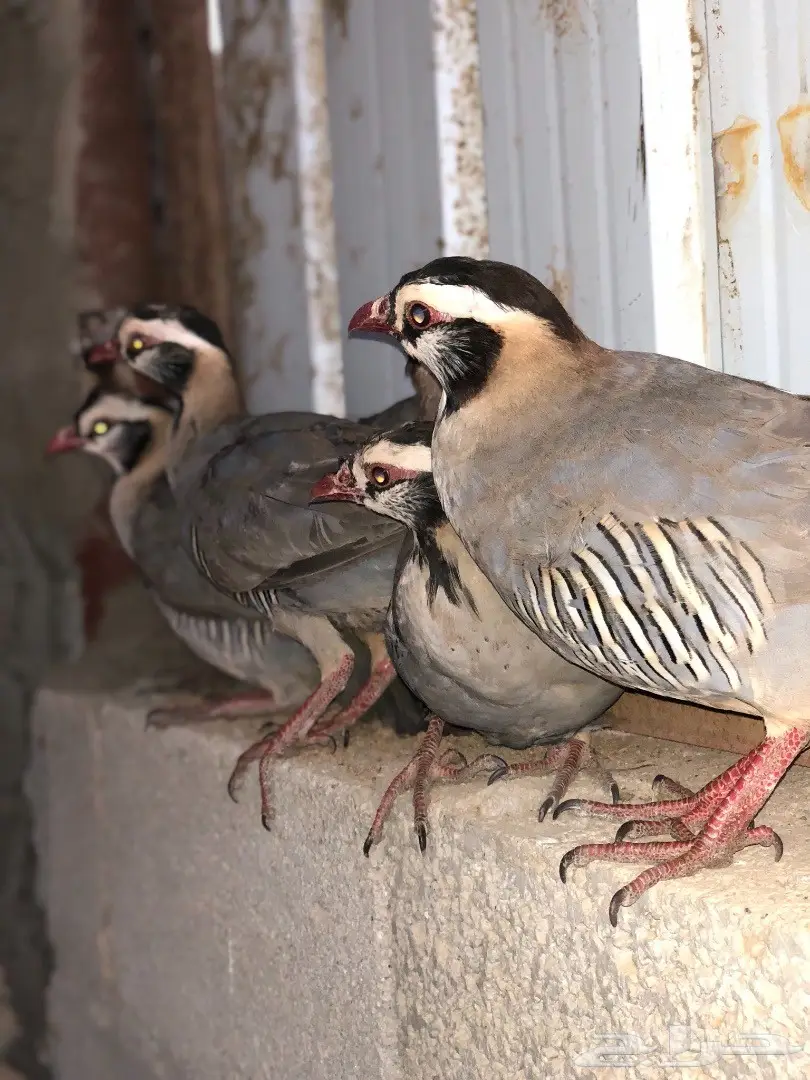 قهد للبيع او معاريف  (image 3)