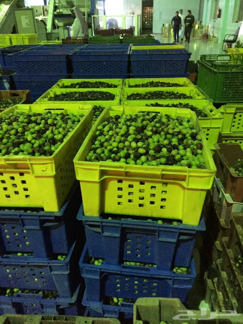 زيت  زيتون  من مزرعتنا عصره على البارد الجوف 