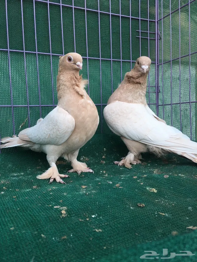 جوز حب رمان ارجنت (image 1)