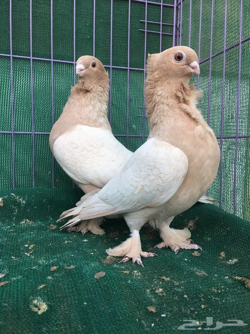 جوز حب رمان ارجنت (image 2)