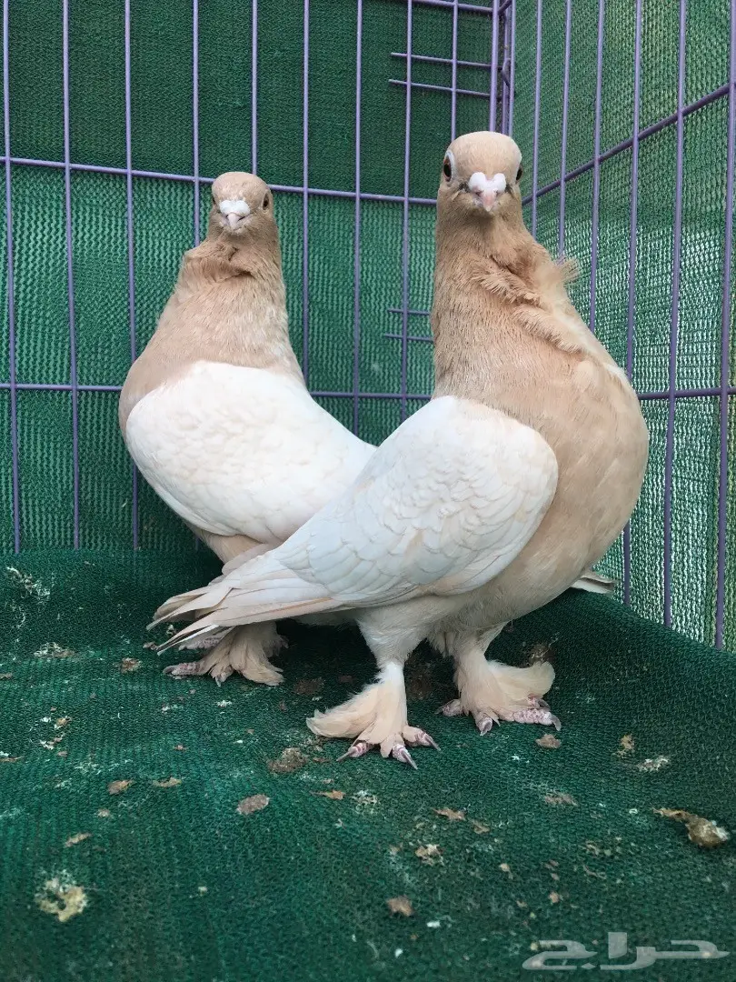 جوز حب رمان ارجنت (image 3)