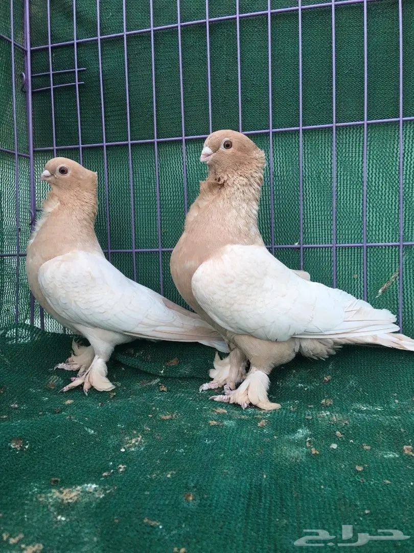 جوز حب رمان ارجنت (image 5)