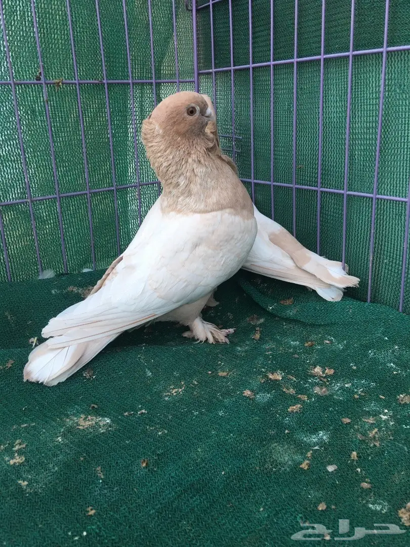 جوز حب رمان ارجنت (image 6)