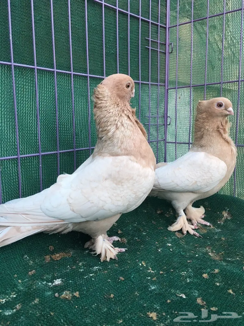 جوز حب رمان ارجنت (image 7)