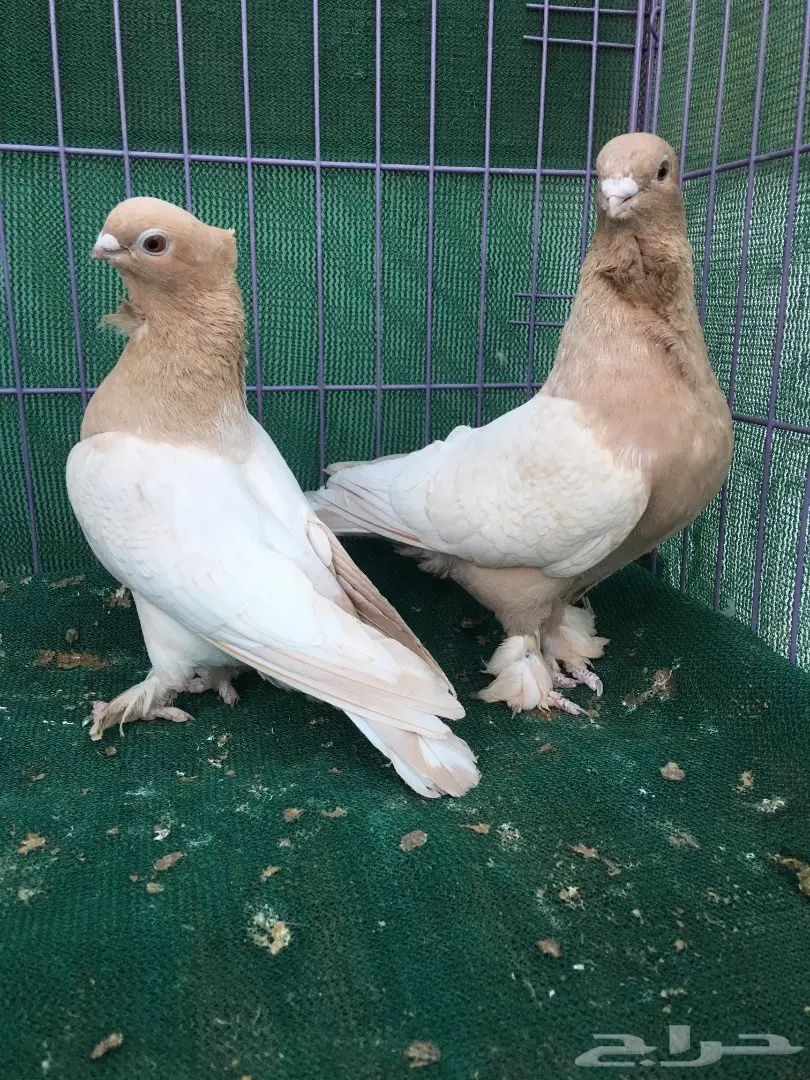 جوز حب رمان ارجنت (image 8)