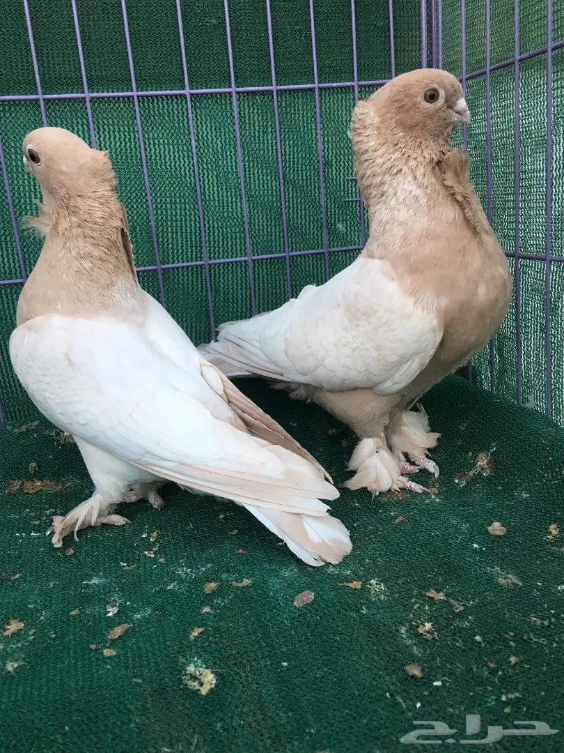 جوز حب رمان ارجنت (image 9)