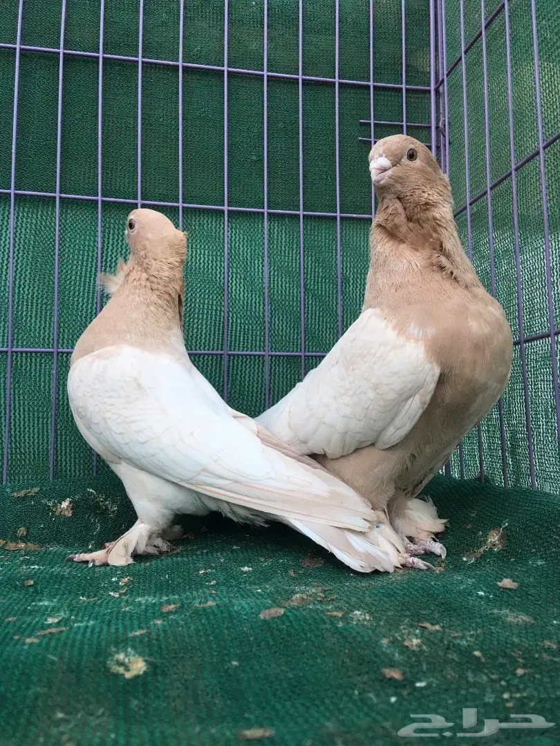 جوز حب رمان ارجنت (image 10)