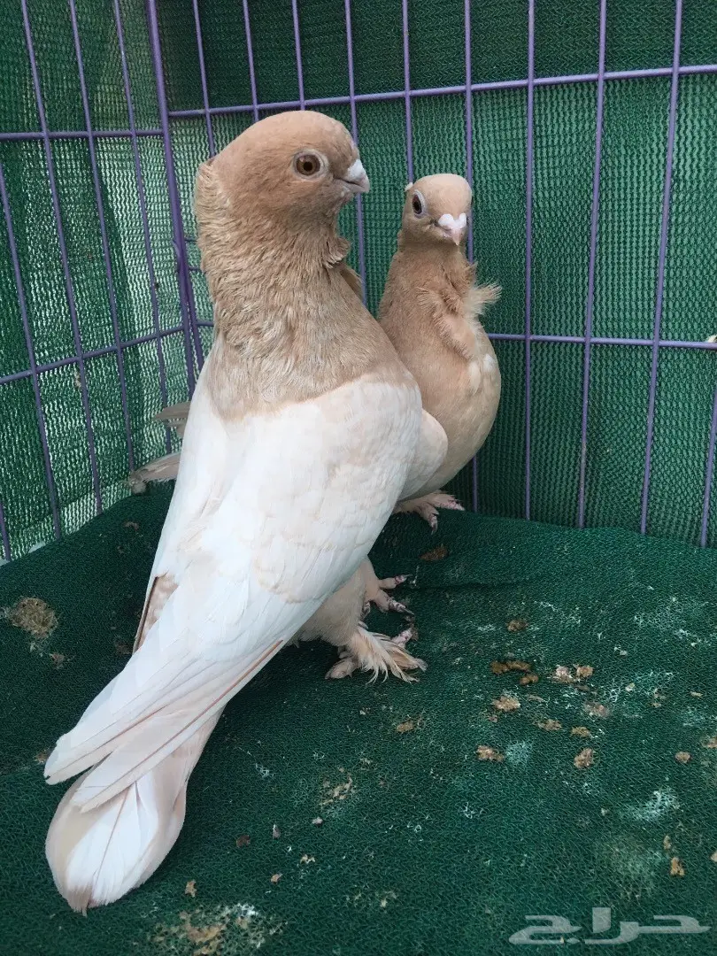 جوز حب رمان ارجنت (image 12)