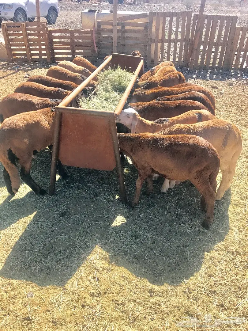 طليان سواكني  (image 1)