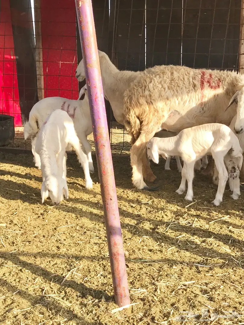 غنم حريات متابيع 20تحتها 21