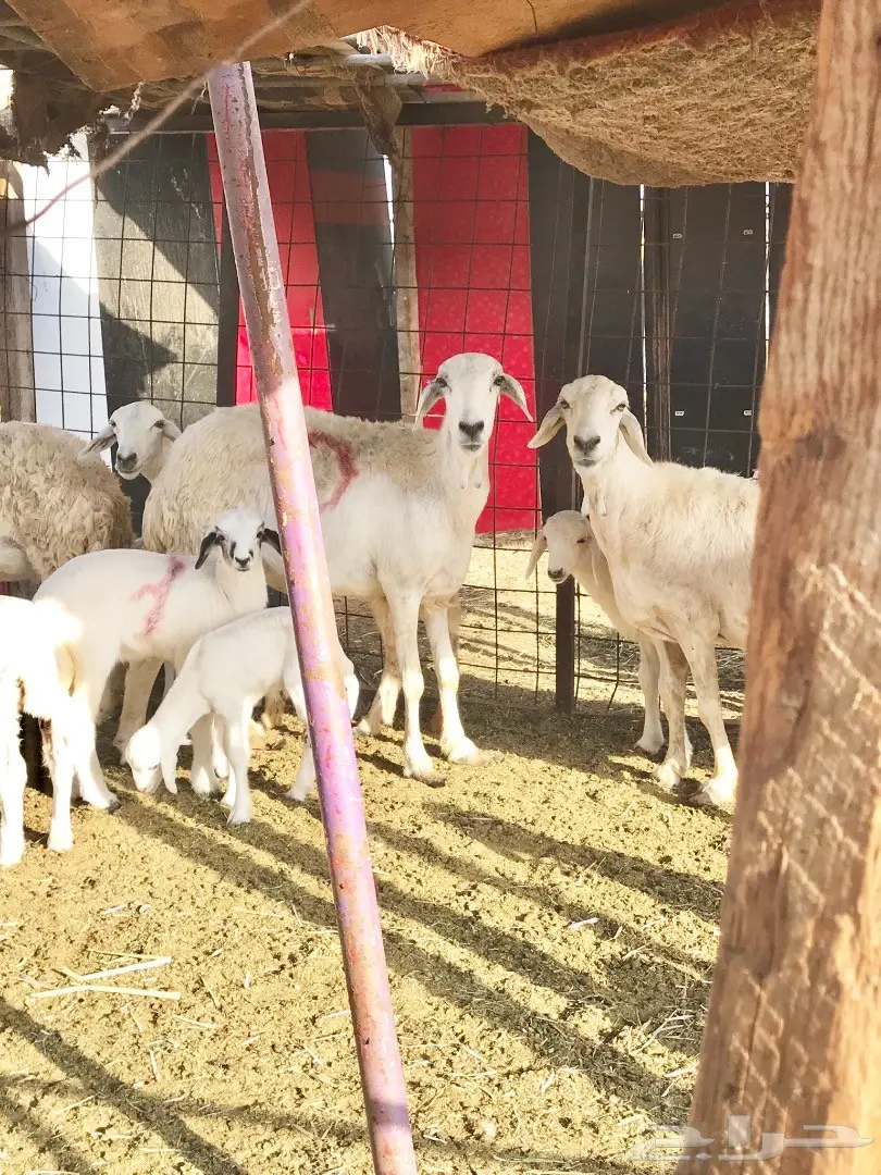 غنم حريات متابيع 20تحتها 21 (image 1)