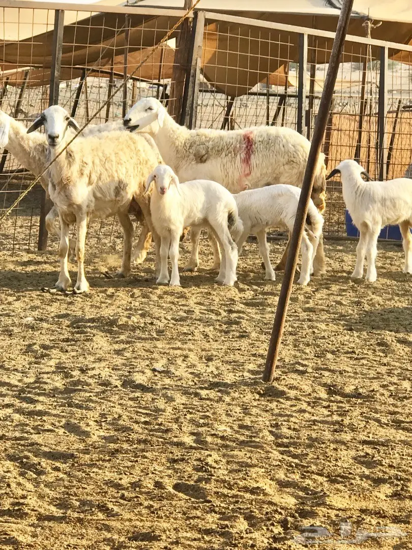 غنم حريات متابيع 20تحتها 21 (image 3)