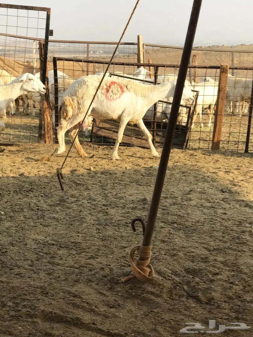غنم حريات متابيع 20تحتها 21 (image 4)