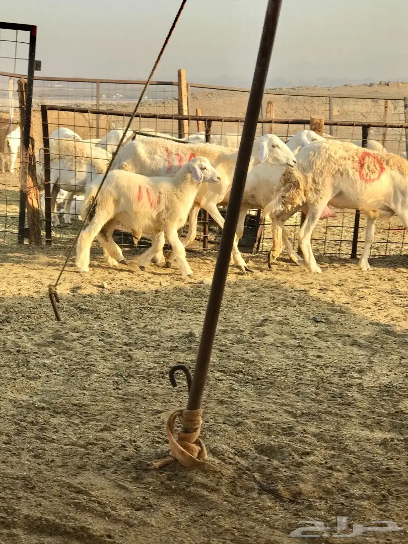 غنم حريات متابيع 20تحتها 21 (image 5)