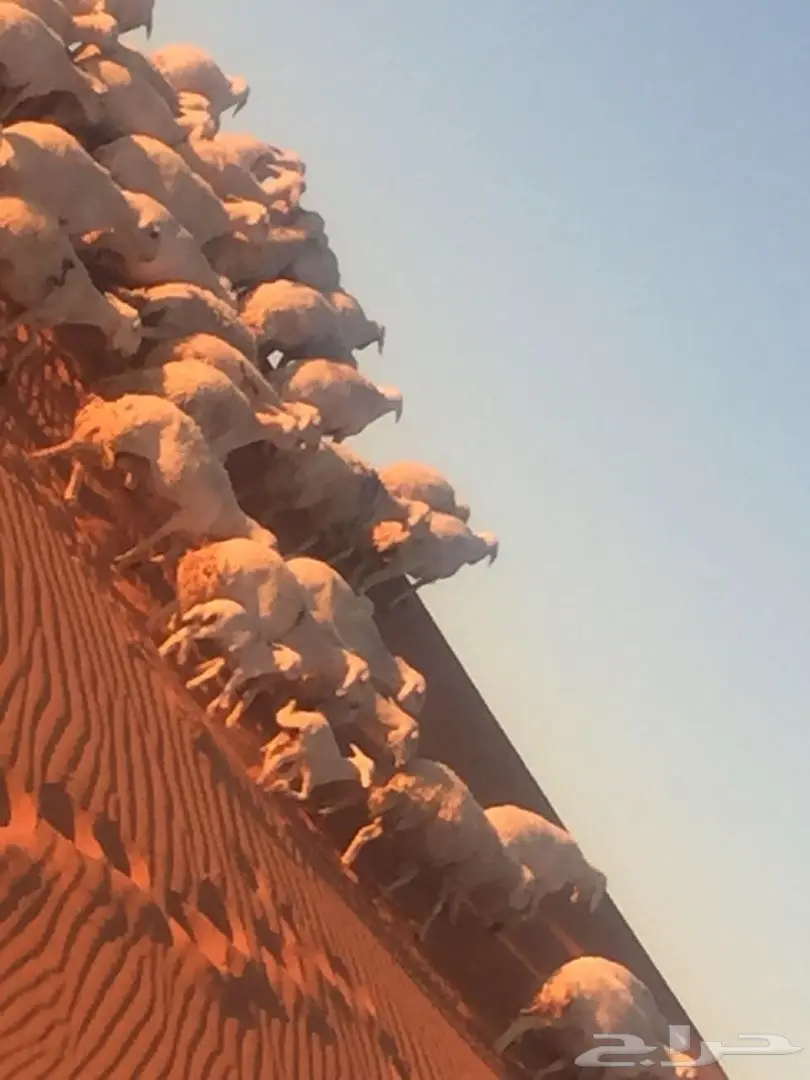  اغنام (image 8)