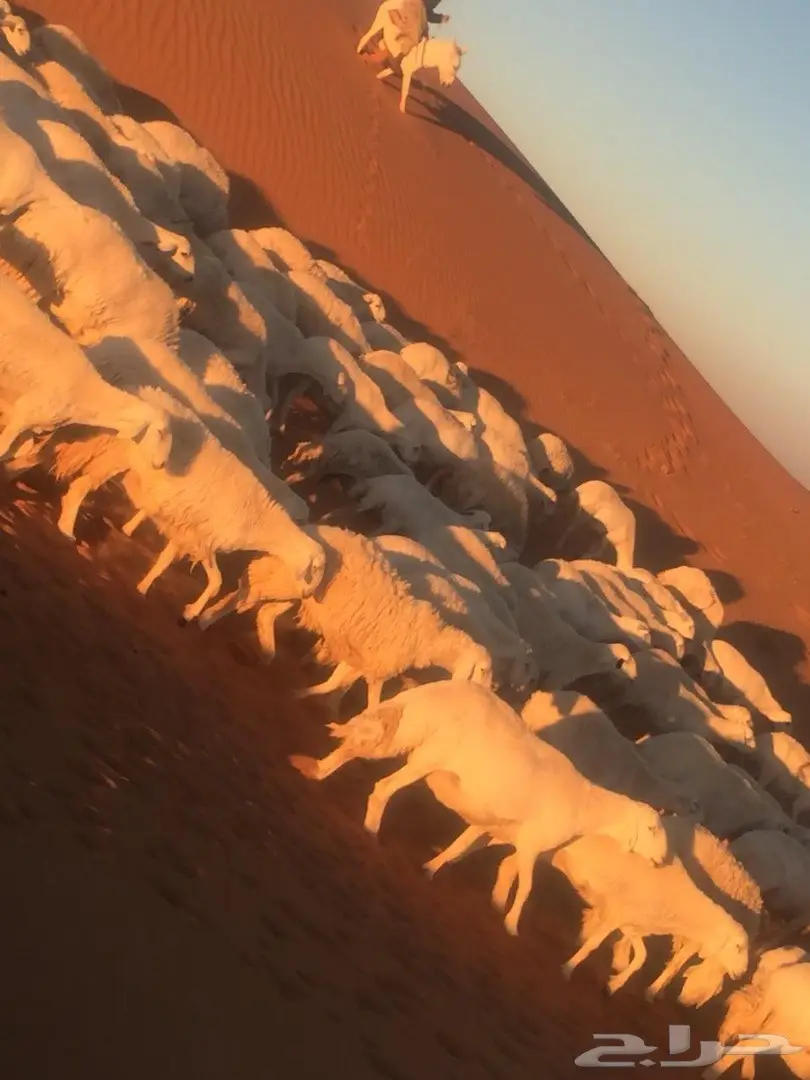  اغنام (image 11)