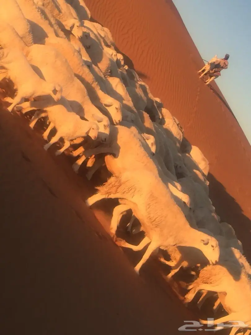  اغنام (image 12)