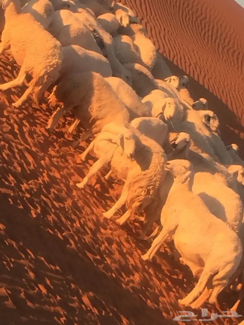 اغنام (image 13)