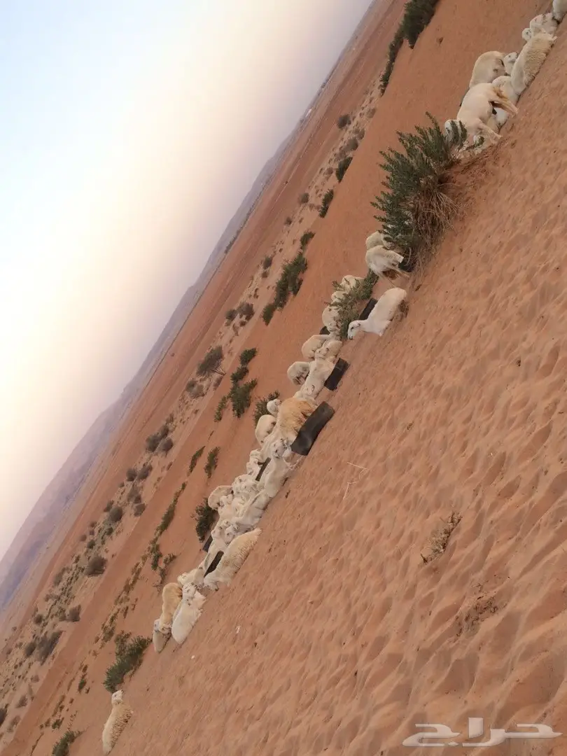  اغنام (image 14)