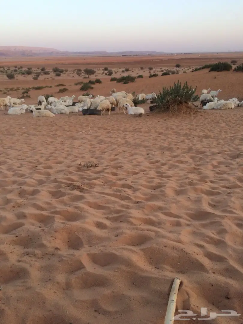  اغنام (image 15)