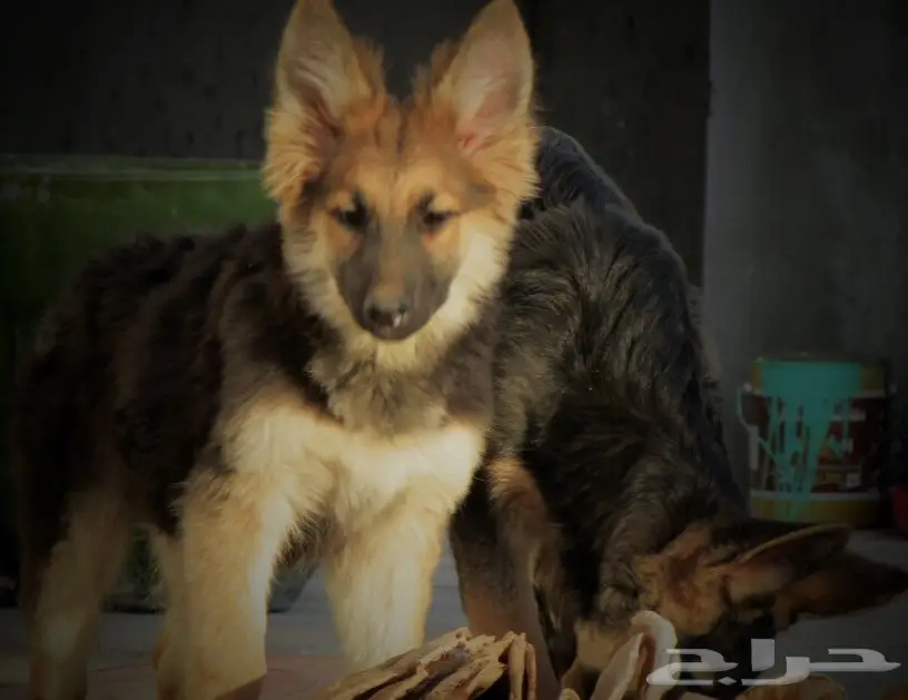 كلب جيرمن جوز بيور  (image 5)