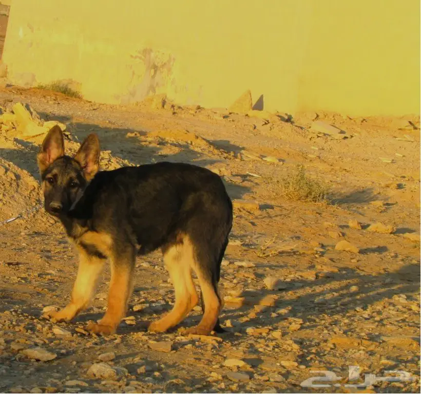 كلب جيرمن جوز بيور  (image 2)