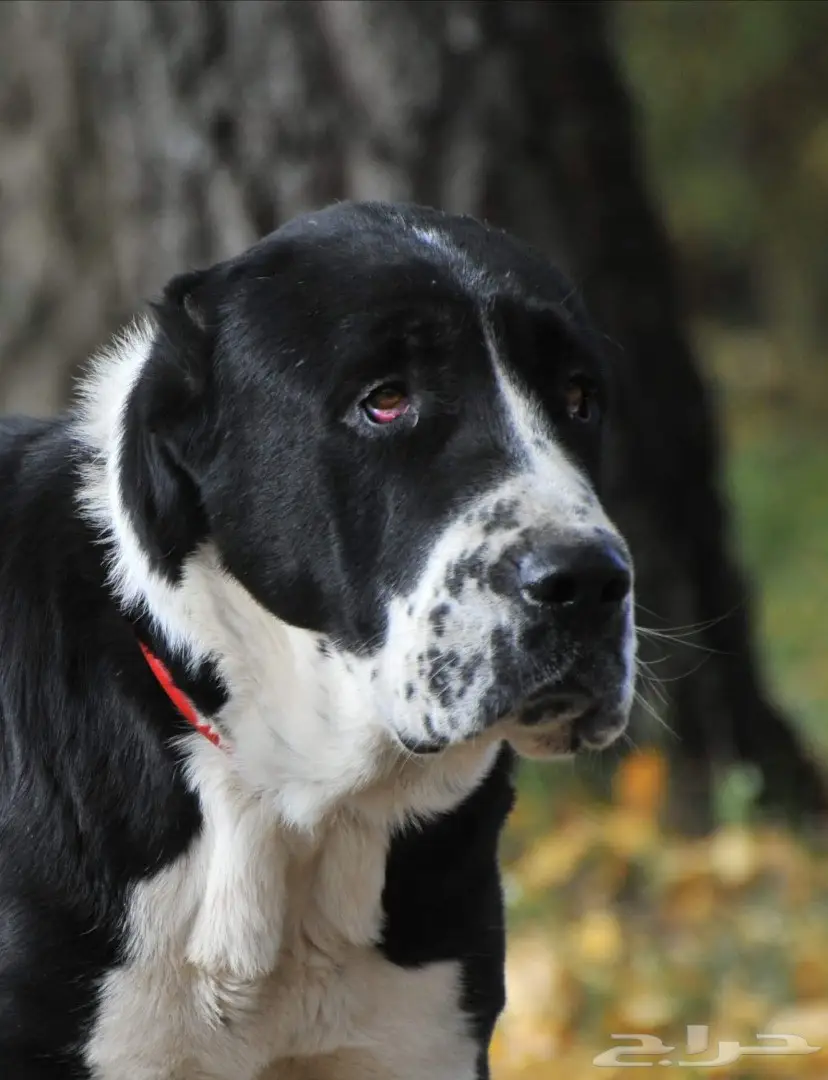 كلب الألباي (image 3)