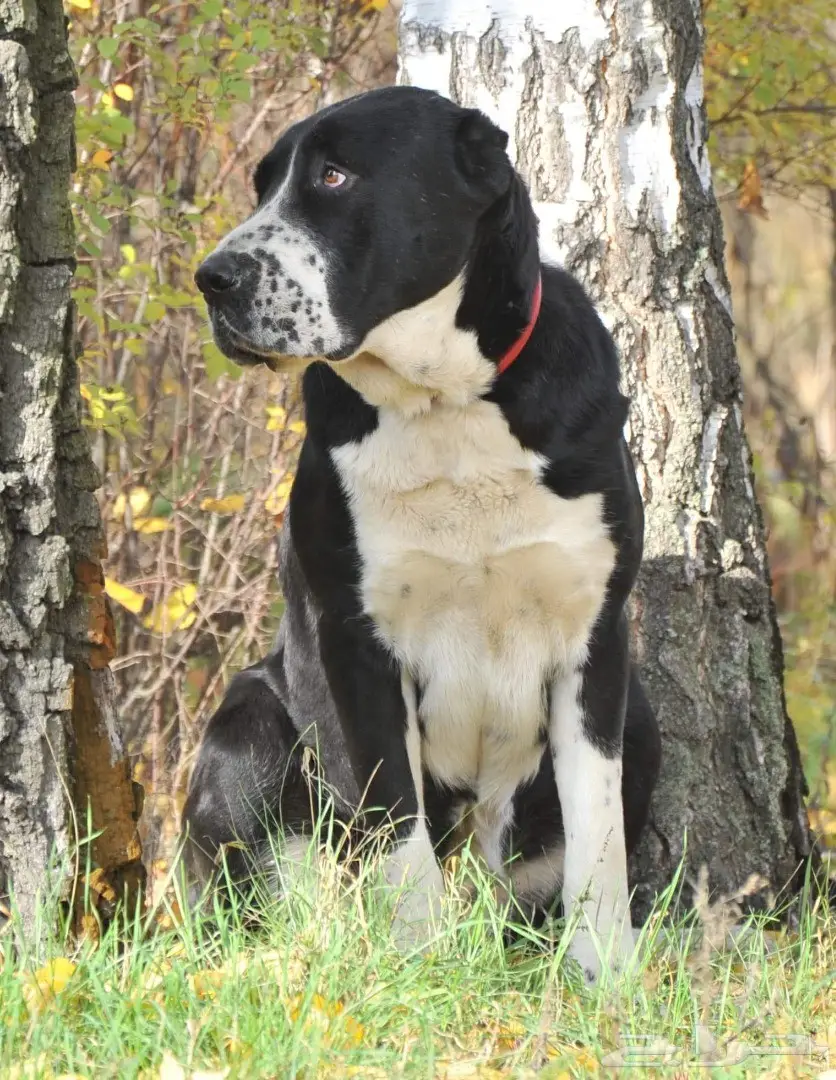 كلب الألباي (image 8)