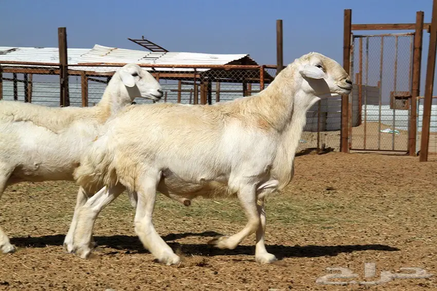 فحل حري صنف سدس 