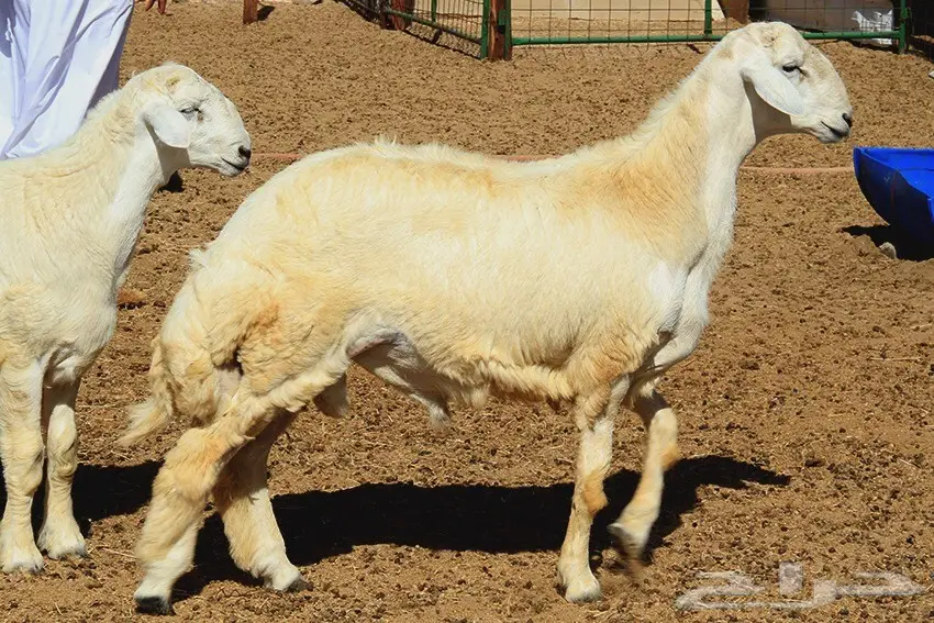 فحل حري صنف سدس  (image 1)