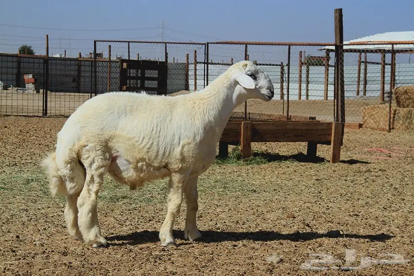 فحل حري صنف سدس  (image 2)