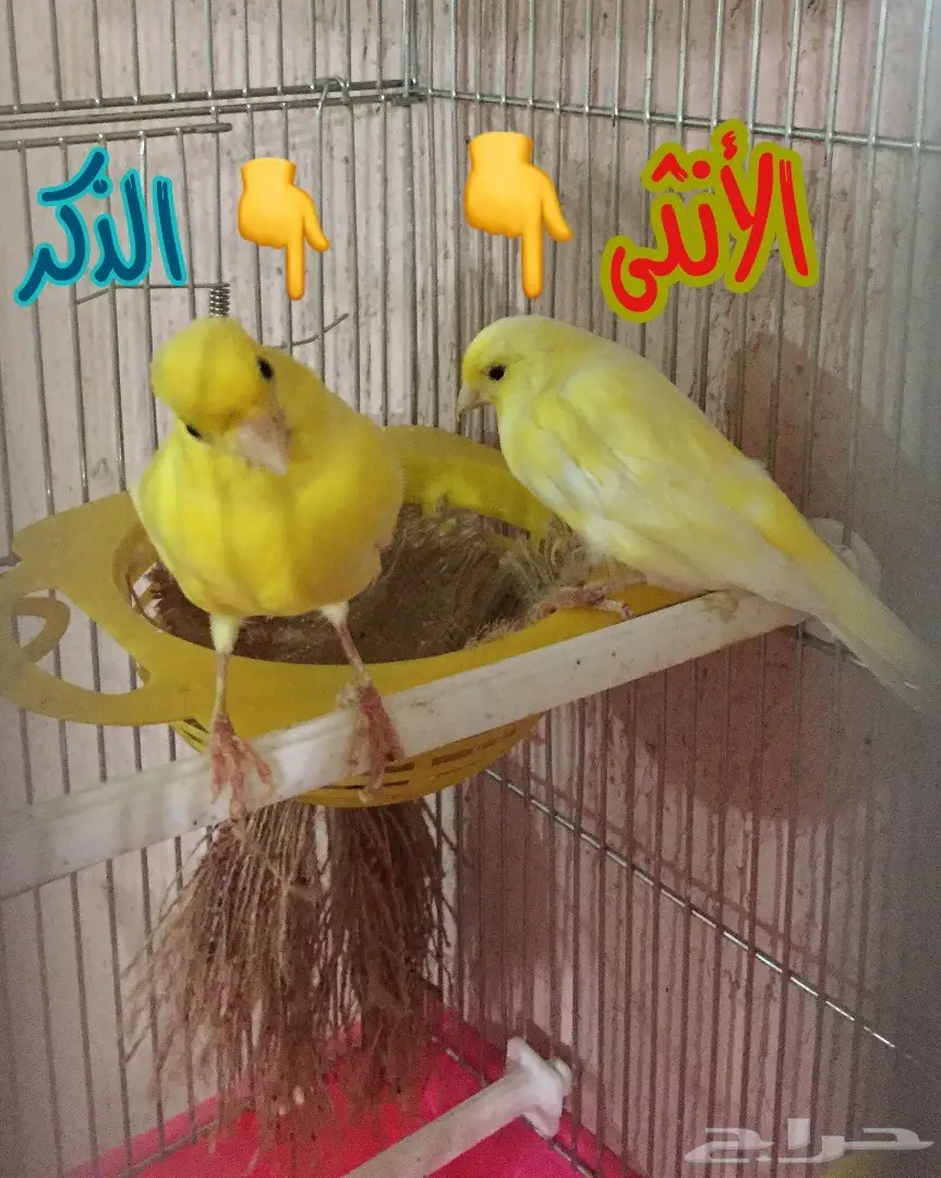 جوز كناري جواهز شرط تغريد الذكر مع الأنثى (image 9)