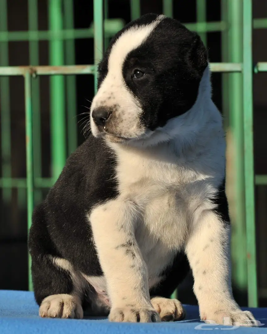 كلب الألباي (image 22)