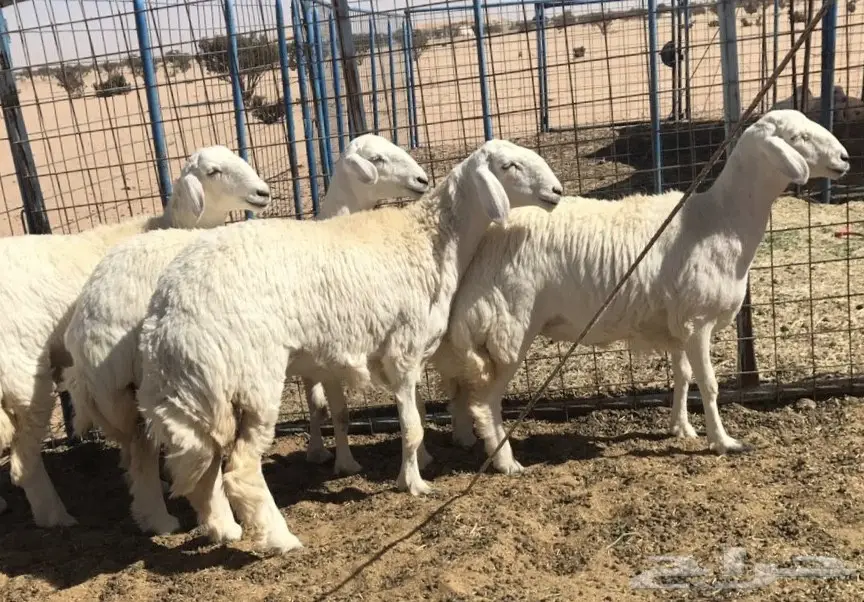 رخال صنف الصنف من حلال ركبه (image 2)