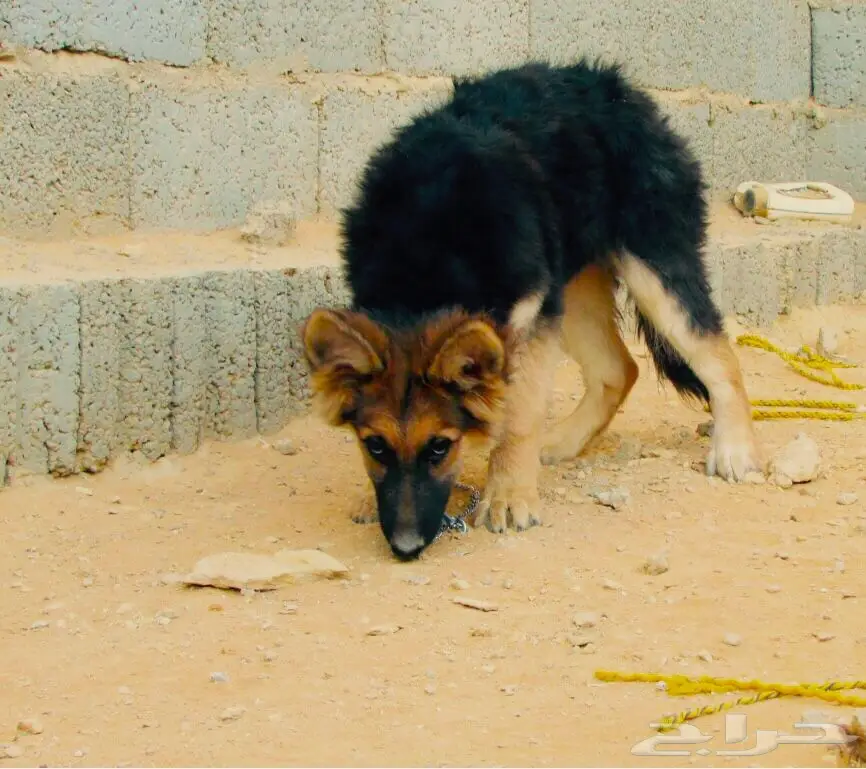 كلب جيرمن جوز بيور  (image 4)