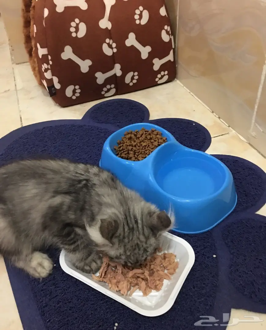 قطه جميله شيرازي  (image 4)