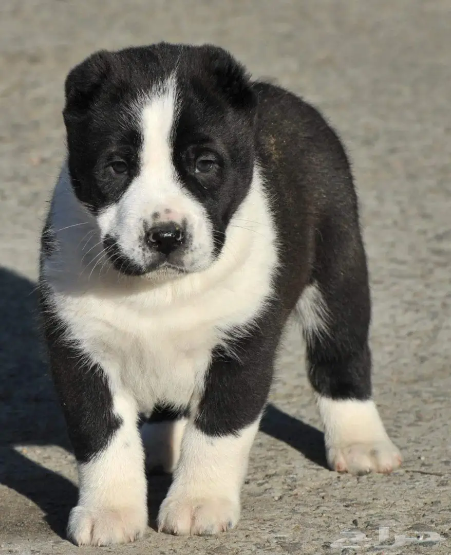 كلب الألباي (image 19)