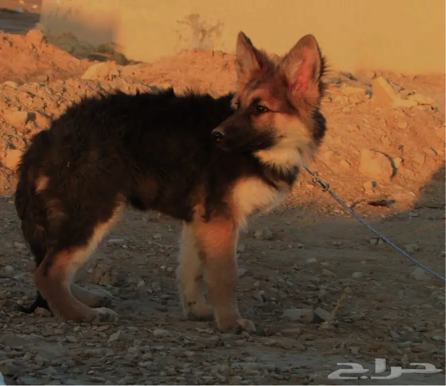 كلب جيرمن جوز بيور  (image 3)