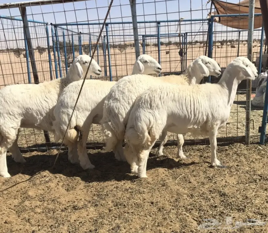 رخال صنف الصنف من حلال ركبه