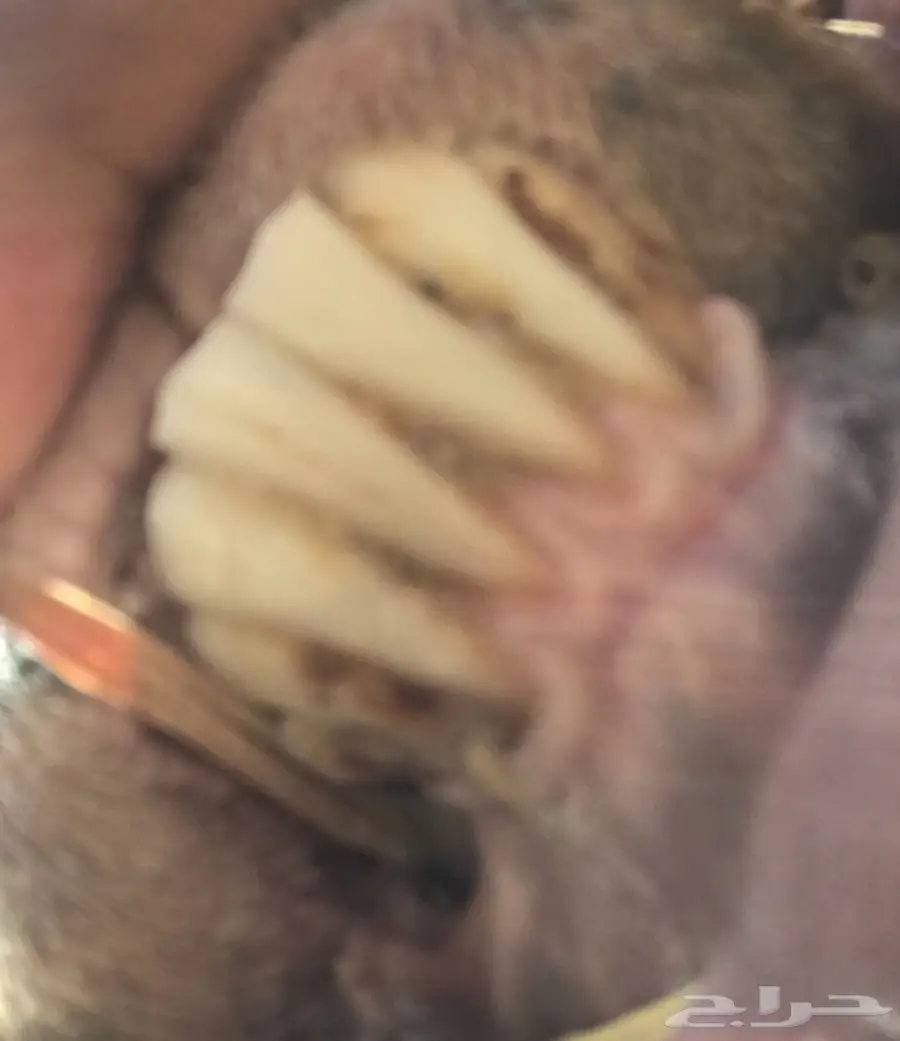 للبيع غنم نعيم ولد 8 تحتهن 8 (image 15)