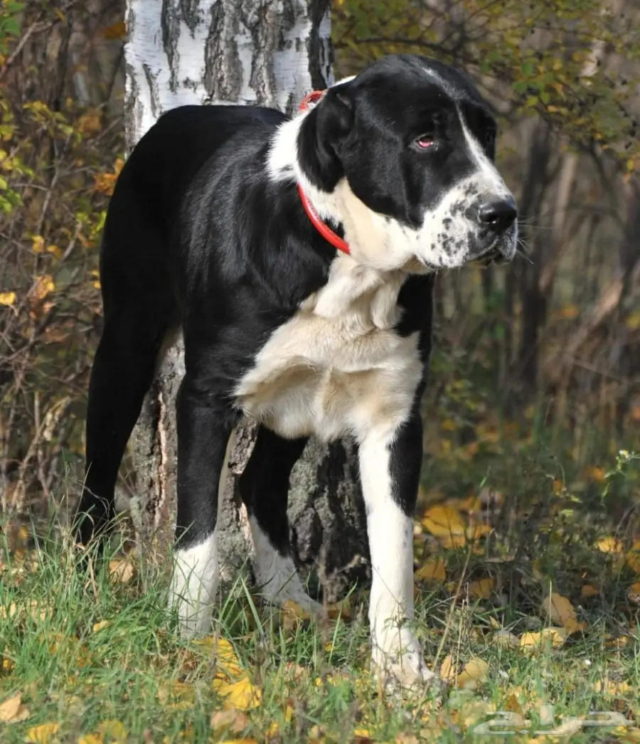 كلب الألباي (image 5)