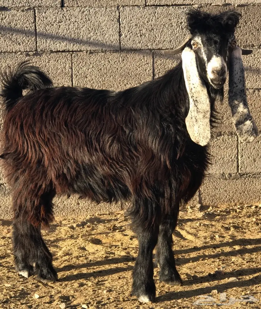 تيس عارضي ذبيحة نظيف على الشرط 