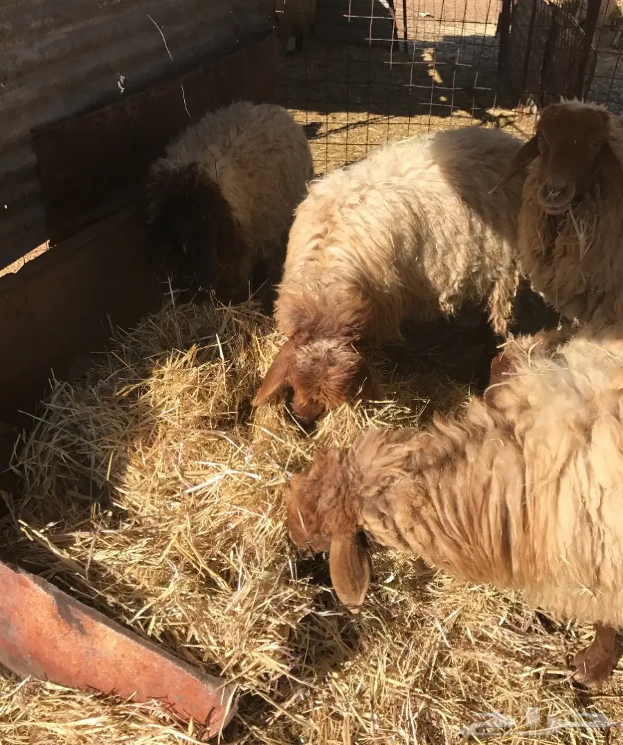 للبيع غنم نعيم ولد 8 تحتهن 8 (image 5)