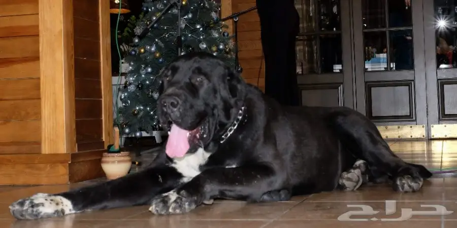 كلب الألباي (image 15)