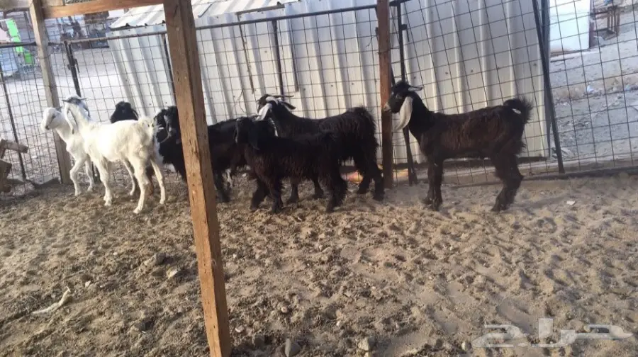 تيوس طيبه للبيع (image 3)