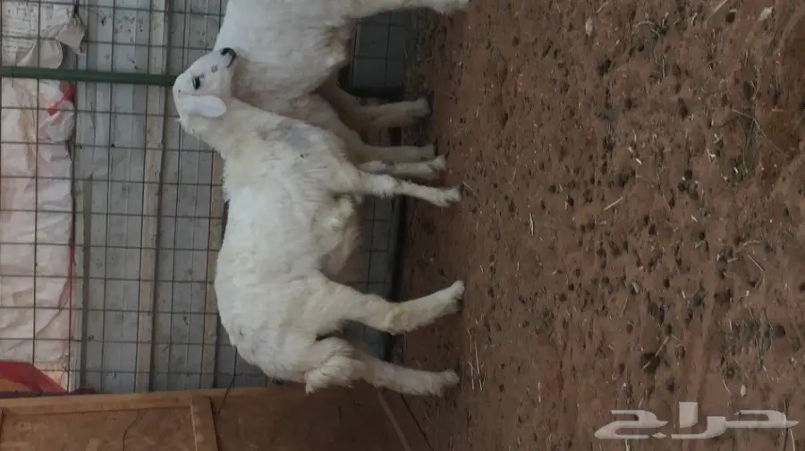 حري البيع  (image 2)