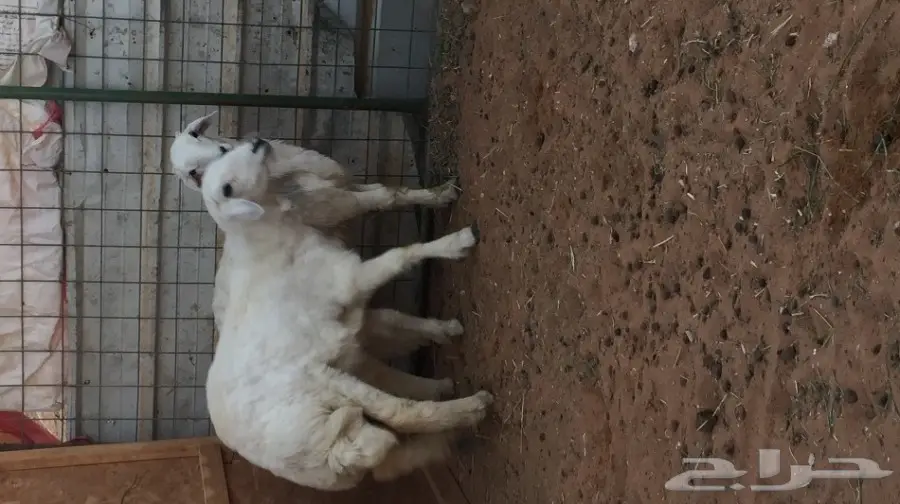 حري البيع  (image 3)