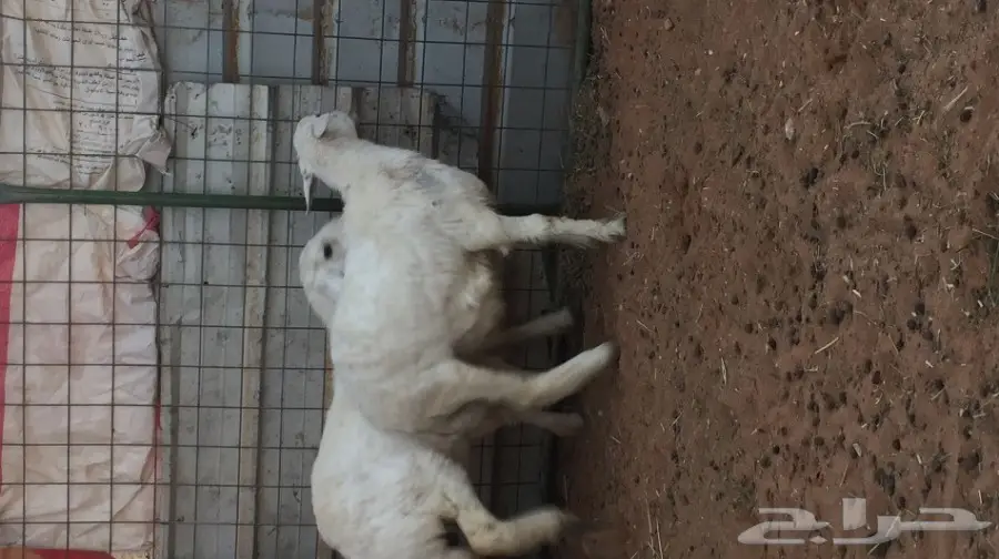 حري البيع  (image 4)