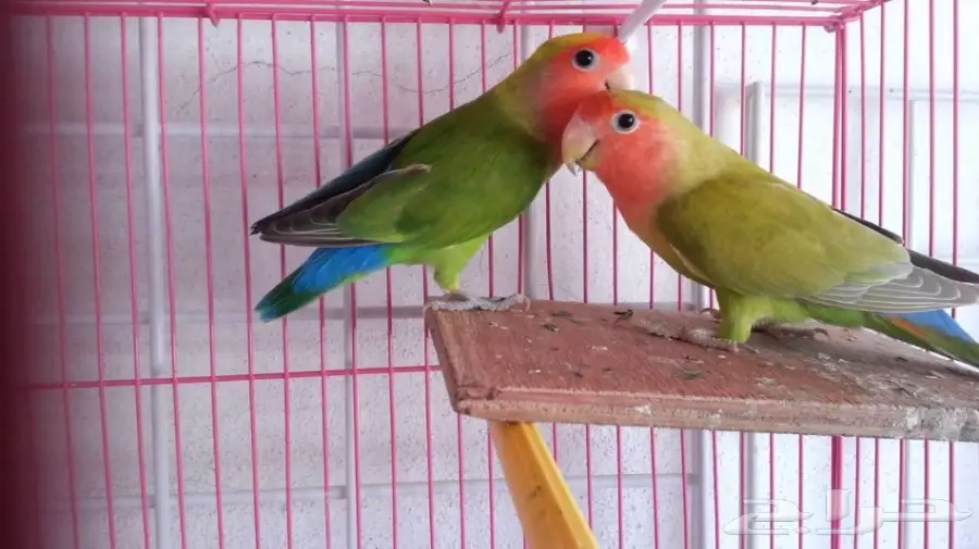 فندقة وتبني طيور